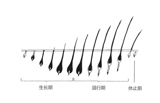 脫毛不徹底,毛毛的生命力到底有多頑強(qiáng)?(圖2) 脫毛不徹底,毛毛的生命力到底有多頑強(qiáng)?(圖2)